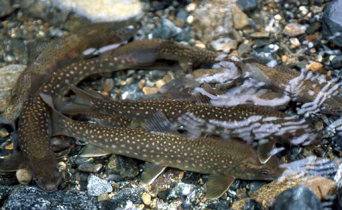 森と水の恵み「イワナ(岩魚)」 | あきた森づくり活動サポートセンター