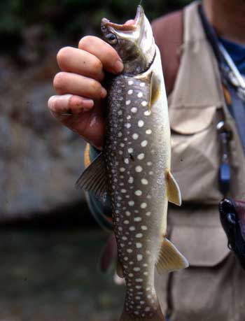 森と水の恵み「イワナ(岩魚)」 | あきた森づくり活動サポートセンター